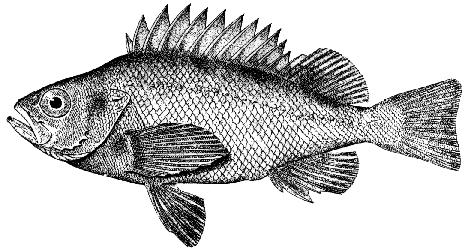 окунь малый (Sebastes minor Barsukov), он же rockfish по-английски или по-японски akagaya