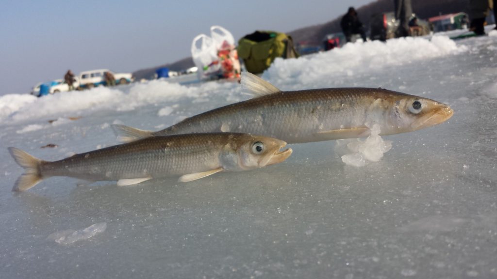 Отчёт о рыбалке в Тавричанке в декабре 2017