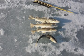 Отчёт о рыбалке января 2017 Межковрижье
